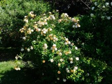 Róża pnąca Ghislaine de Feligonde żółta c2 zdjęcie 3